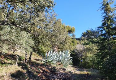 Tour Wandern Cuges-les-Pins - Cuges chapelle St Antoine  - Photo