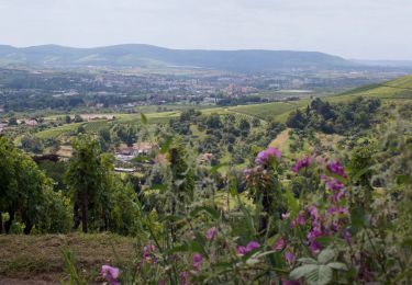 Percorso A piedi Weinstadt - Gundelsbach - Kreuzeiche - Hanweiler - Photo