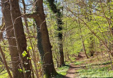 Trail Walking Huy - Marche ADEPS AHIN - Photo