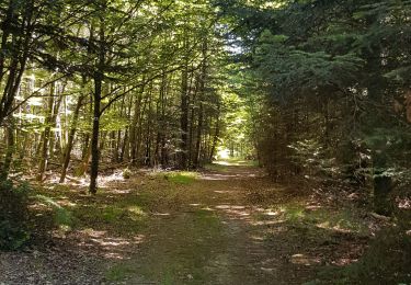 Randonnée V.T.T. Saint-Clément - sortie vtt du 12072020 forêt de Gramont  - Photo