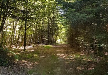 Excursión Bici de montaña Saint-Clément - sortie vtt du 12072020 forêt de Gramont  - Photo