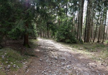 Percorso A piedi Schmitten - Sandplacken: Hirschkäfer - Photo