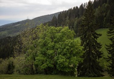 Excursión A pie St. Kathrein am Offenegg - Wanderweg 21 - Photo