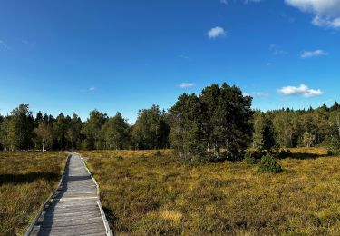 Trail Walking Frasne - tourbieres-de-frasne-bouverans-petite-boucle 2 - Photo