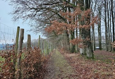 Excursión Senderismo Saint-Hubert - A la découverte de Saint-Hubert 🥾 - Photo