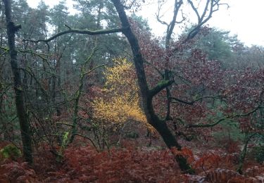 Trail Walking Fontainebleau - la faisanderie 23 décembre 2022  - Photo