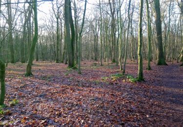 Tour Wandern Le Mesnil-le-Roi - Mesnil-parc château St Germain  - Photo