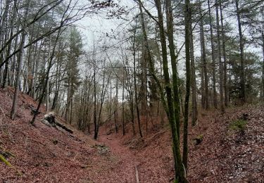 Trail Walking Souligny - Souligny - Photo