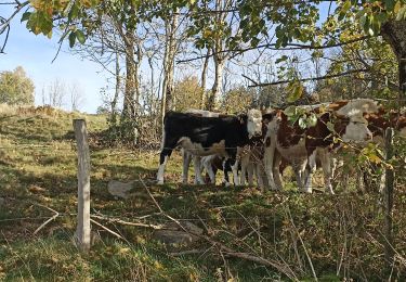 Trail Walking Breitenbach-Haut-Rhin - auberge Lameysberg  - Photo