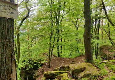 Percorso Equitazione Still - 2021-05-24 Picnic Elmersforst depuis Oberhaslach - Photo