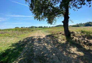 Tour Wandern Aire-sur-l'Adour - GR65 Aire sur Adour > Miramont-Sensacq - Photo