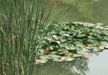 Randonnée Marche Méounes-lès-Montrieux - Le Gapeau vers l'etang - Photo