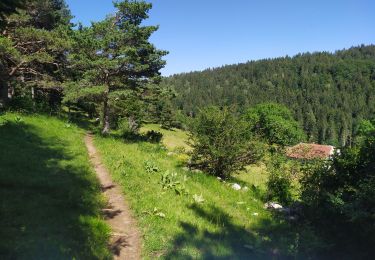 Tour Wandern Septmoncel les Molunes - Sentier des Diots - Photo