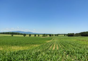 Excursión Senderismo Heimsbrunn - Heimsbrunn Hocha Froeningue Galf retour  - Photo