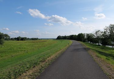 Percorso A piedi Schwedt/Oder - Weg der Auenblicke - Photo