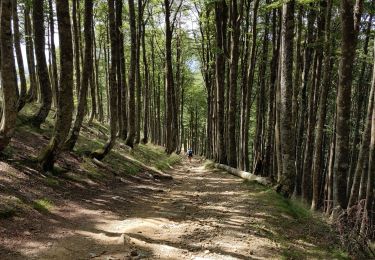 Excursión Senderismo Saint-Michel - compostelle - camino Frances J2 : de Orisson à Espinal - Photo