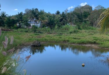 Tocht Trail Sainte-Anne - Saint Anne  - Photo