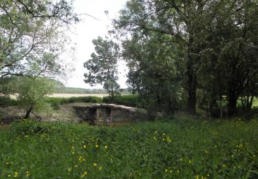 Randonnée A pied Bellevigne-les-Châteaux - À la confluence du Thouet et de la Dive - Photo