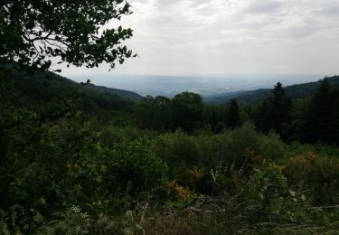 Tocht Stappen Pélussin - 42-Croix-Montvieux-20km-630m-juin21 - Photo