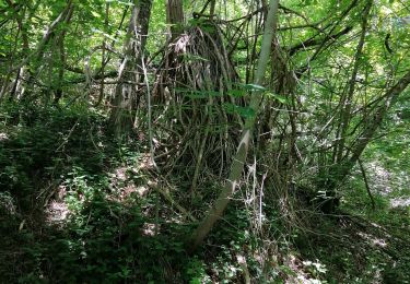 Excursión Senderismo Aizy-Jouy - grand tour dans la foret derruere chez nous - Photo