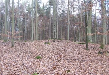 Excursión A pie Obernburg am Main - Rundwanderweg Waldhaus Obernburg 2: Torturm-Weg - Photo