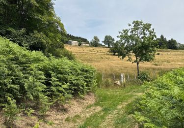 Randonnée Marche Chalmazel-Jeansagnière - Au dessus de Chalmazel  - Photo