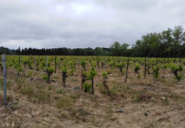 Trail Walking Carcassonne - le long de l Aude, carcassonne - Photo