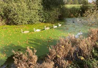 Tocht Stappen Seclin - Seclin  - Photo