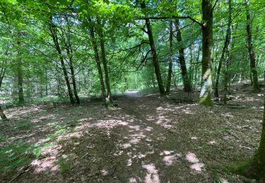 Tocht Stappen Razès - De Razes à Silord et retour - Photo