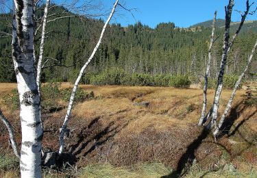 Tocht Te voet Mittersill - Natura Trail Wasenmoos - Photo