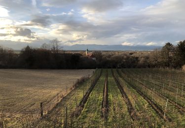 Excursión A pie Gemeinde Katzelsdorf - Waldrunde (Katzelsdorf) - Photo