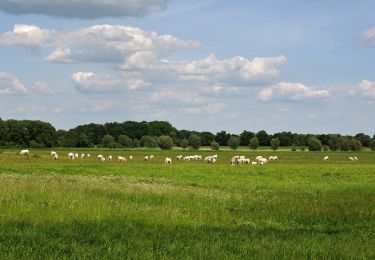 Trail On foot  - Uckermärker Landrunde: Angermünde - Prenzlau - Gollmitz - Photo