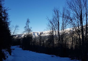 Tocht Sneeuwschoenen Colmars - LAUPON 23.02.19 - Photo