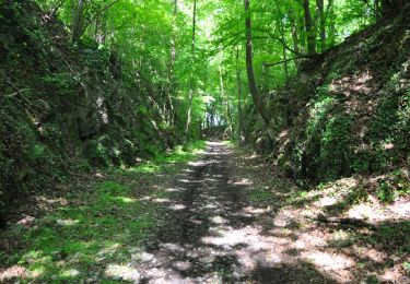 Randonnée Marche Profondeville - Burnot - Arbre - Annevoie - Photo