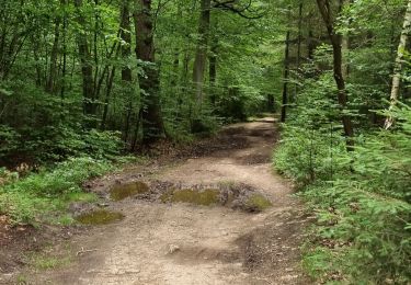 Excursión Senderismo Eupen - Barage de vesdre - Photo