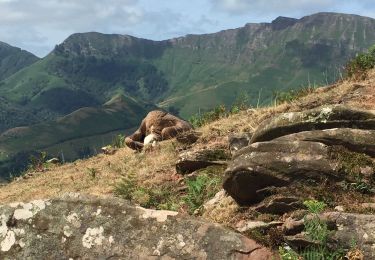 Trail Walking Saint-Martin-d'Arrossa - Le Larla en boucle depuis  Saint Martin d' Arrossa - Photo