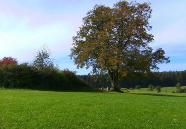 Trail On foot Pottenstein - Prüllsbirkig Rundweg Grüner Ring - Photo