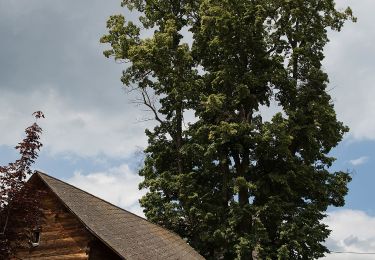 Excursión A pie Pöllauberg - Wanderweg 11 - Photo