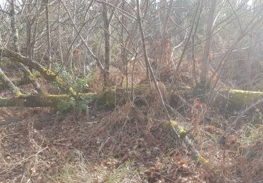 Trail Walking Rion-des-Landes - perrin, coq, l'estuchat, tiqué, lamandit - 5.7 - Photo