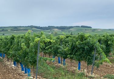 Trail Walking Bouteville - Bouteville : Sentier des Chaumes Boissieres - Photo