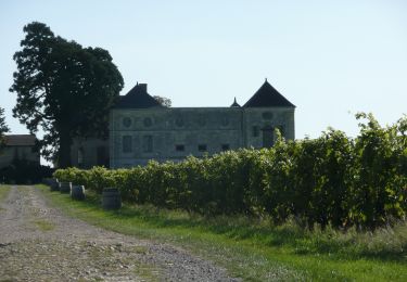 Percorso A piedi Gennes-Val-de-Loire - Circuit de Randonnée Pédestre PDIPR 'Entre Vigne et Forêt' - Photo