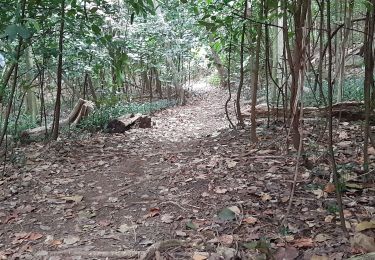 Excursión Senderismo Le Lorrain - La Crabiere Anse rivière Rouge - Photo