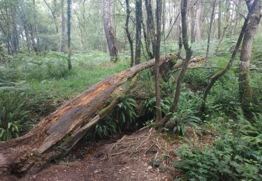 Trail Walking Paimpont - 2025-06-13 fontaine de barenton - Photo