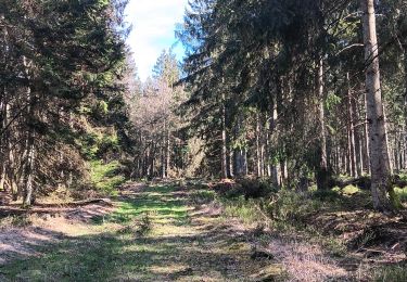 Trail Walking Spa - sauvenière . tour berinzenne . tahanfagne . sauvenière - Photo