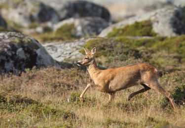 Tocht Te voet  - Kyststien - Photo