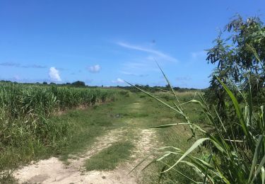 Trail Trail Anse-Bertrand - Anse Bertrand  - Photo