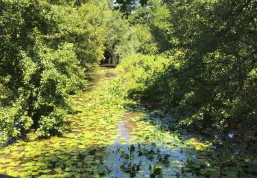 Tocht Stappen Sion-les-Mines - 09.07.2019 - de SION les MINES à ST AUBIN DES CHÂTEAUX  - Photo