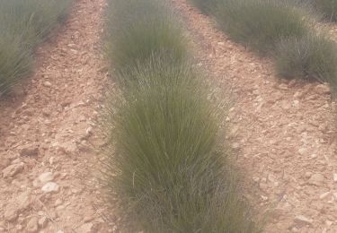 Trail Walking Moustiers-Sainte-Marie - moustiers boucle par balcon - Photo