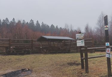 Trail Walking Gouvy - Adeps Courtil 2024 - Photo