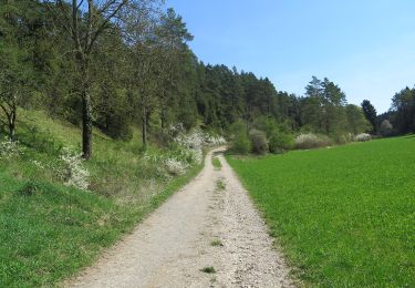 Tour Zu Fuß Wonsees - Wacholderweg Wonsees - Photo